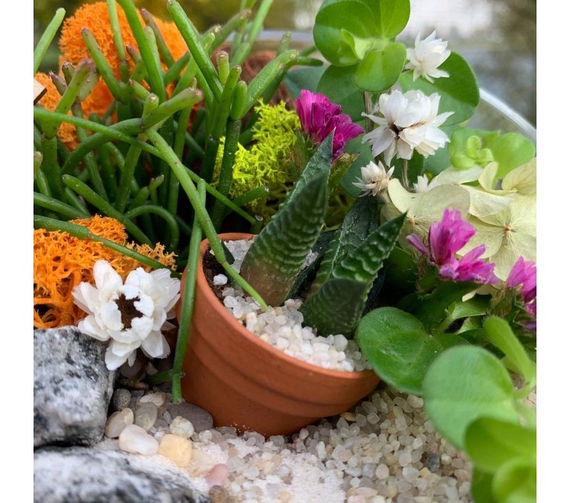 Флорариум "Мини-сад" "Амели" арт. 048