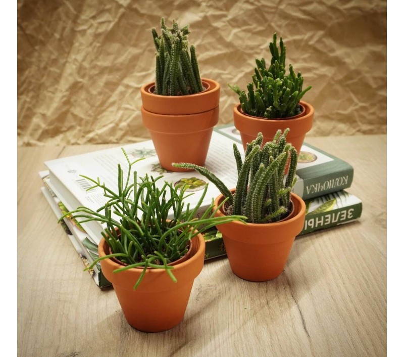 Рипсалисы микс арт. 023