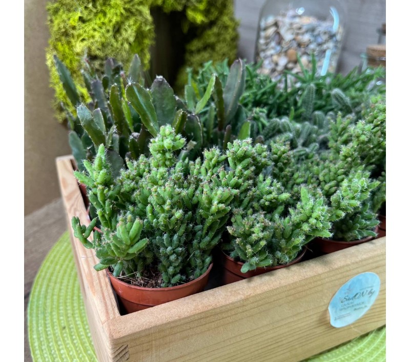 Рипсалисы микс арт. 023