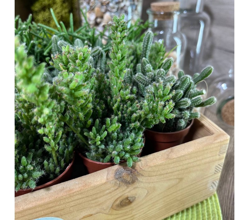 Рипсалисы микс арт. 023