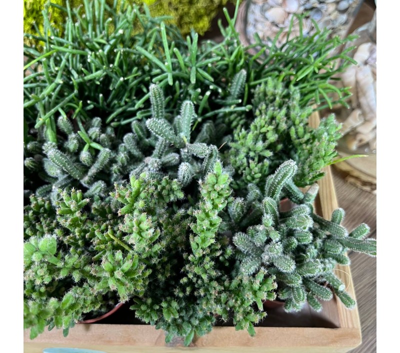 Рипсалисы микс арт. 023