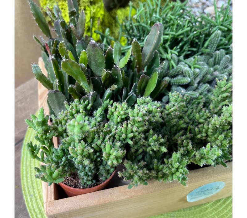 Рипсалисы микс арт. 023