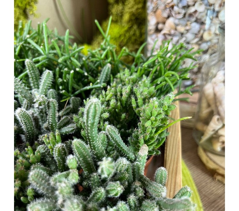 Рипсалисы микс арт. 023