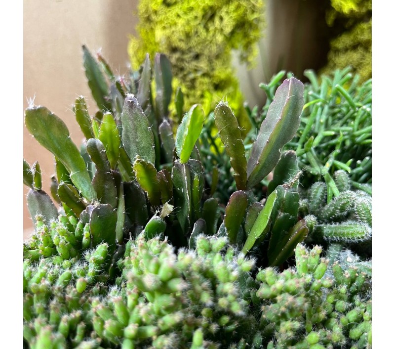 Рипсалисы микс арт. 023