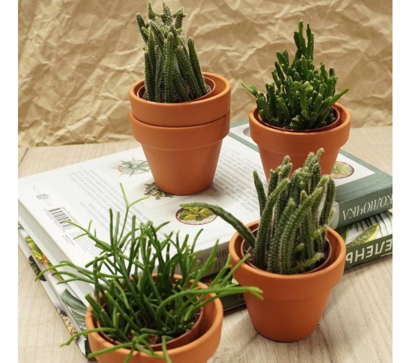 Рипсалисы микс арт. 023