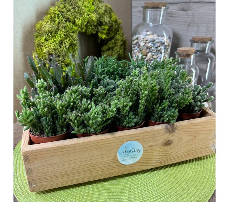 Рипсалисы микс арт. 023