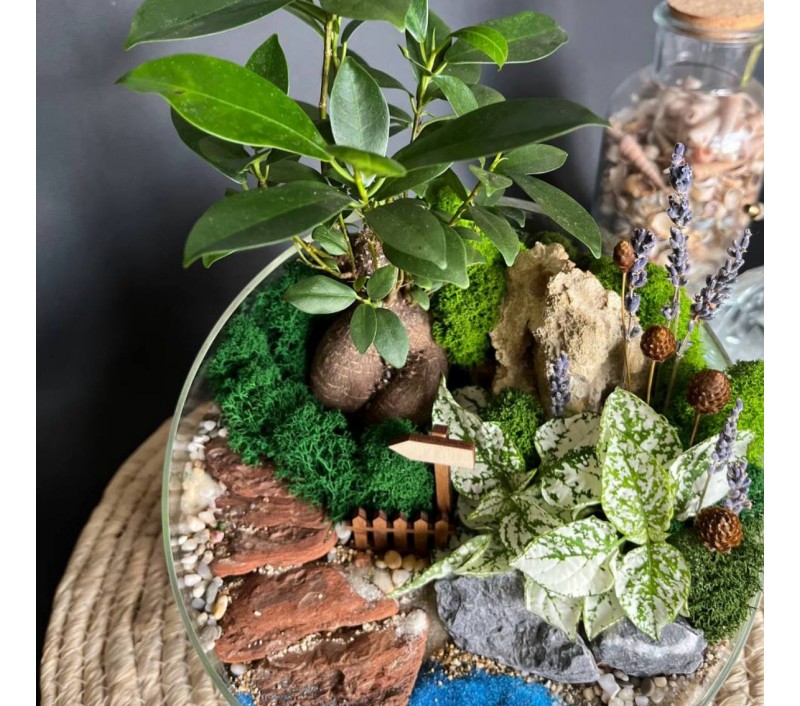 Флорариум "Мини-сад" "Синтра" с бонсаем - фикусом Гинсенг и гастерией арт. 007