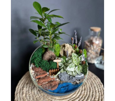 Флорариум "Мини-сад" "Синтра" с бонсаем - фикусом Гинсенг и гастерией арт. 007