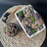 Литопс или Живой камень