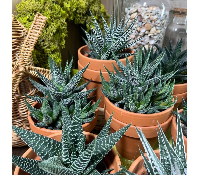 Хавортии микс арт. 029