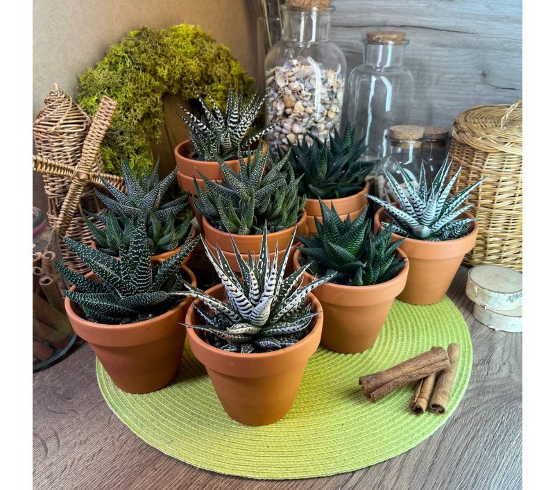 Хавортии микс арт. 029