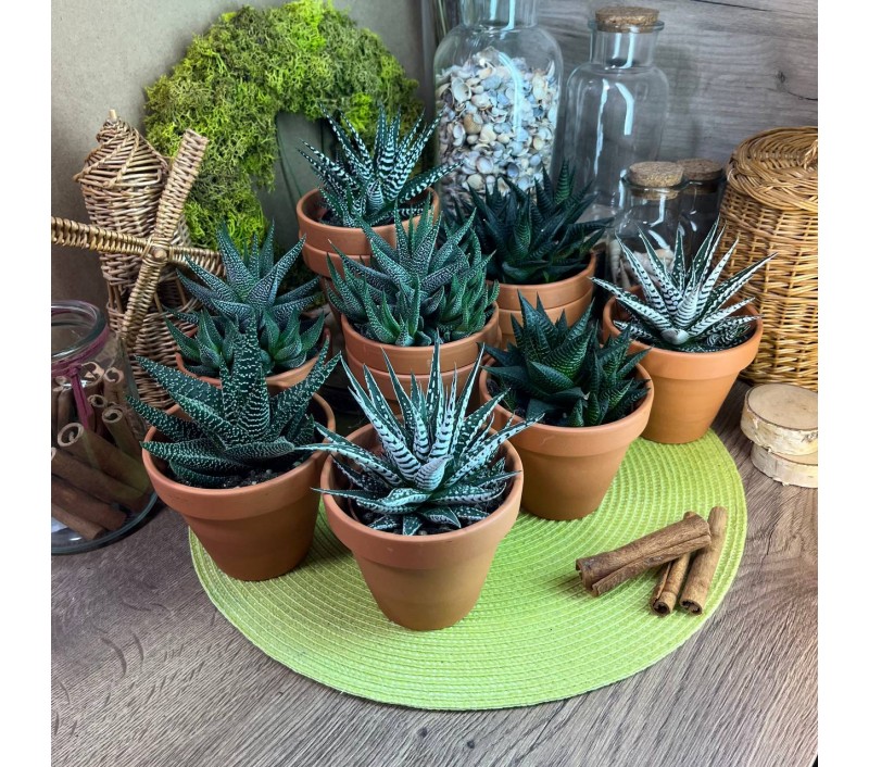 Хавортии микс арт. 029