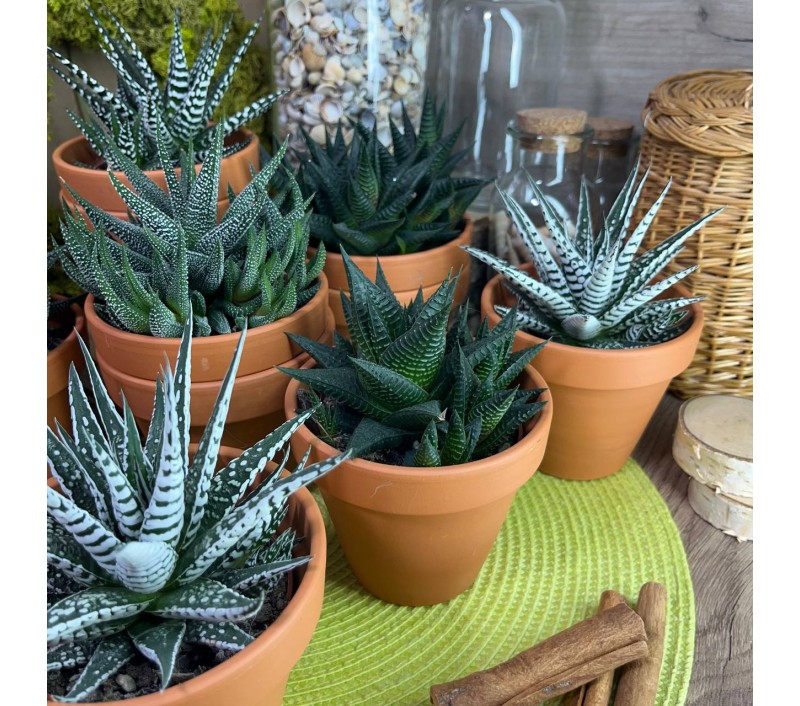 Хавортии микс арт. 029