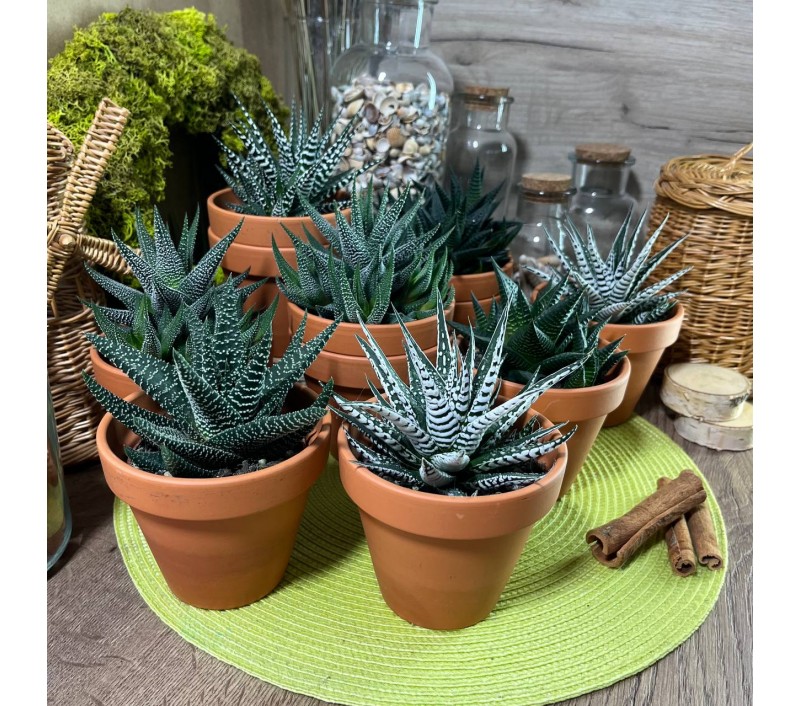 Хавортии микс арт. 029