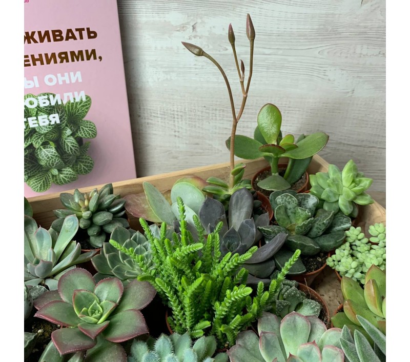 Суккуленты микс арт. 041