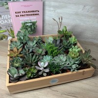 Суккуленты микс