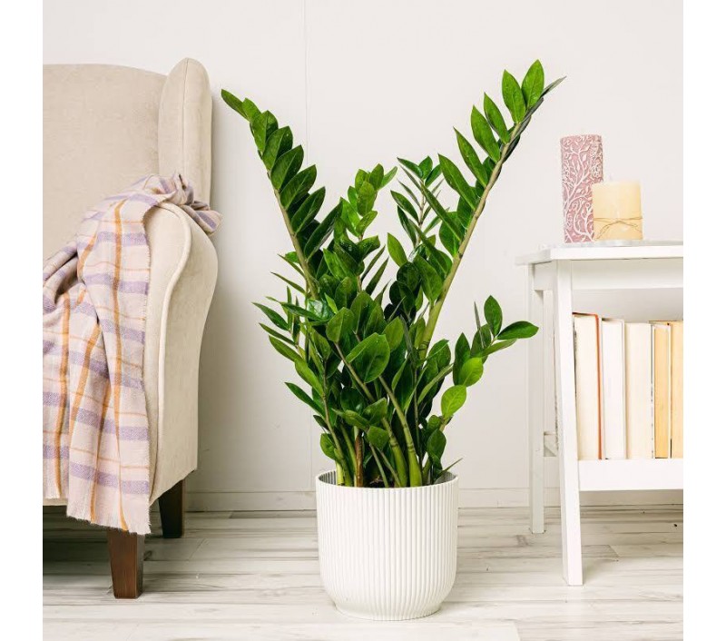 Замиокулькас арт. 009