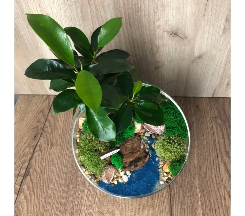 Флорариум "Мини-сад" "Мальдивы" с бонсаем - фикусом Гинсенг арт. 076