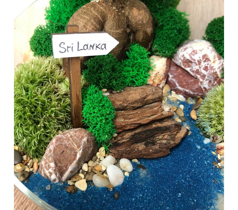 Флорариум "Мини-сад" "Мальдивы" с бонсаем - фикусом Гинсенг арт. 076