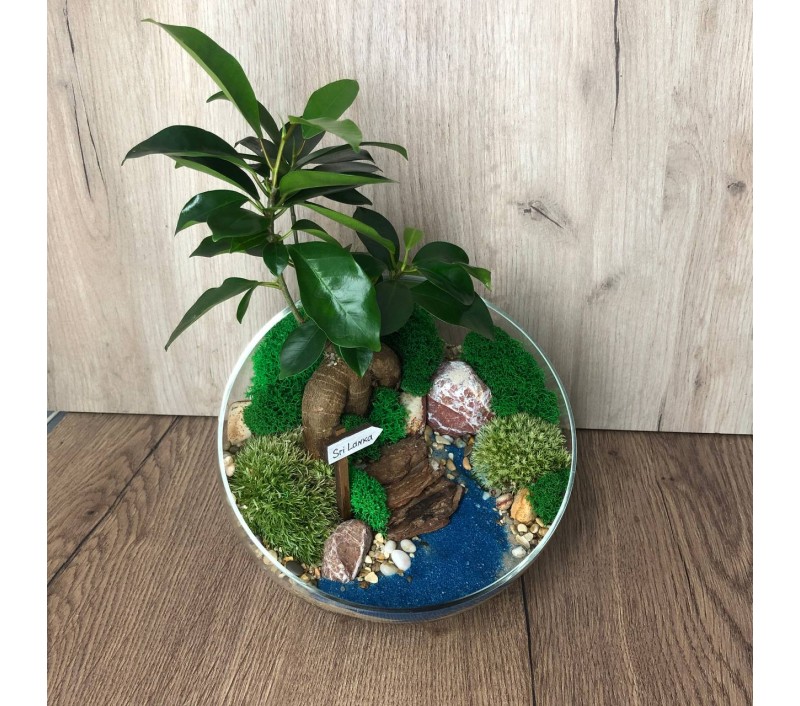 Флорариум "Мини-сад" "Мальдивы" с бонсаем - фикусом Гинсенг арт. 076