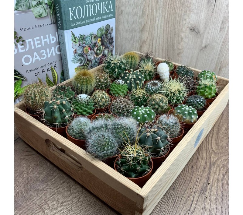 Кактусы микс арт. 056