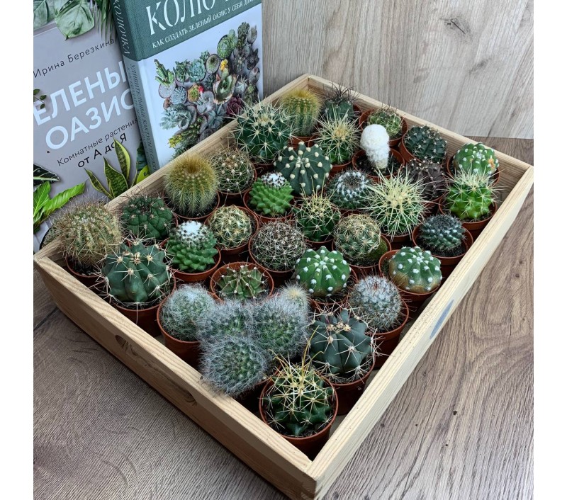 Кактусы микс арт. 056
