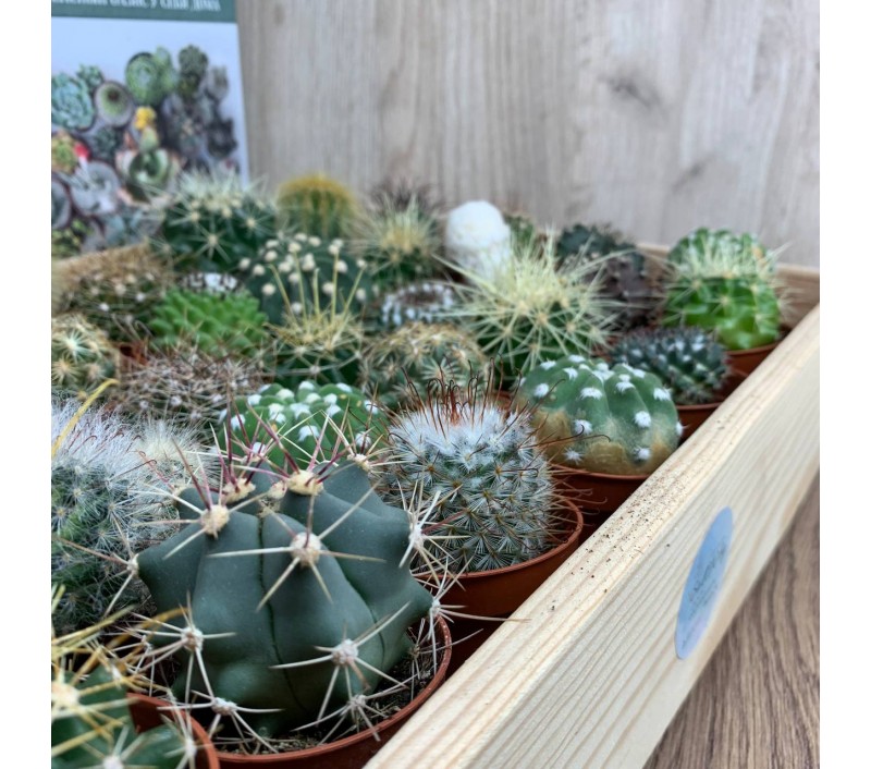 Кактусы микс арт. 056