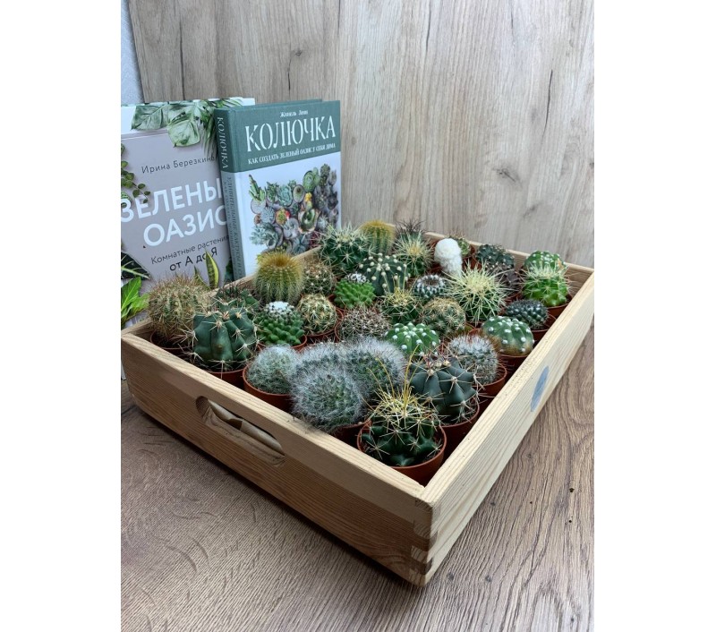 Кактусы микс арт. 056