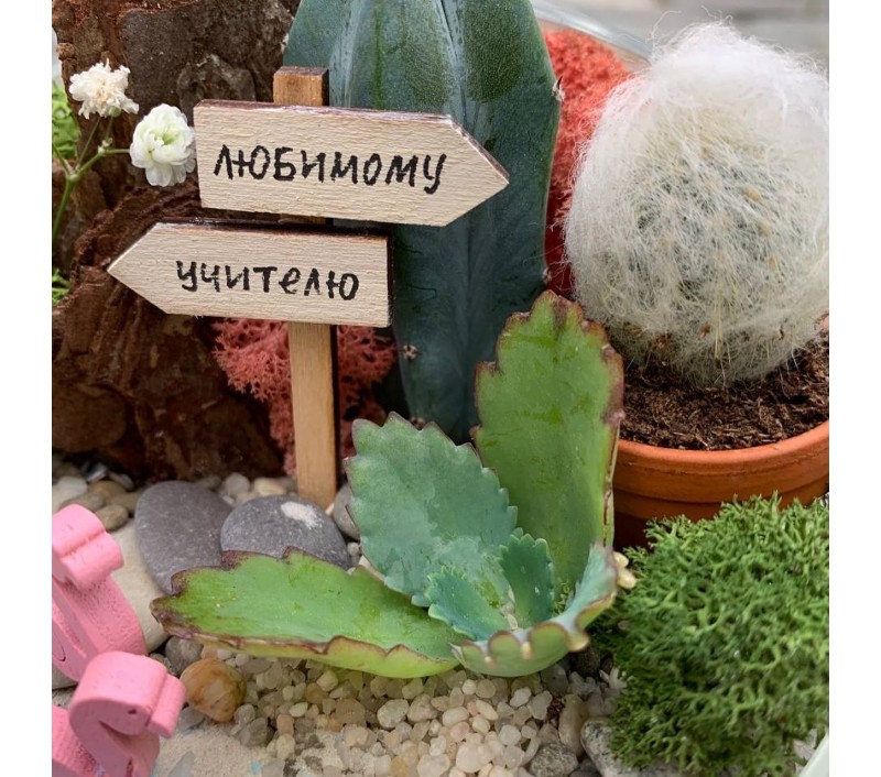 Флорариум "Мини-сад" "Оазис" арт. 014