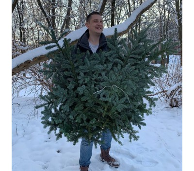 Банч из ветвей нобилиса
