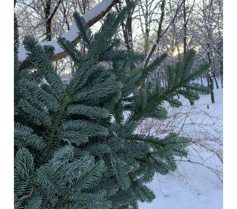 Основа для новогоднего венка из нобилиса арт. 038