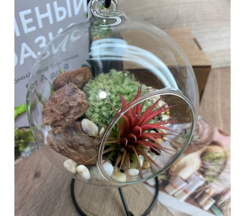 Флорариум-шар на подвесе с атмосферной тилландсией арт. 079