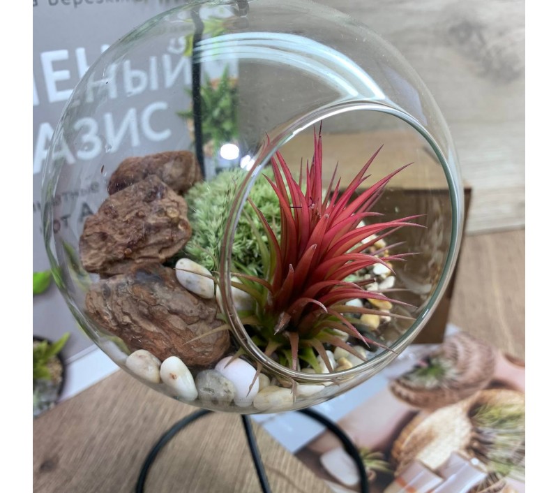 Флорариум-шар на подвесе с атмосферной тилландсией арт. 079