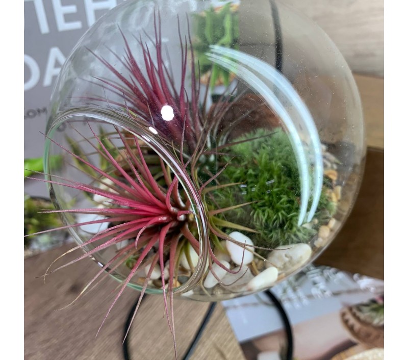 Флорариум-шар на подвесе с атмосферной тилландсией арт. 080