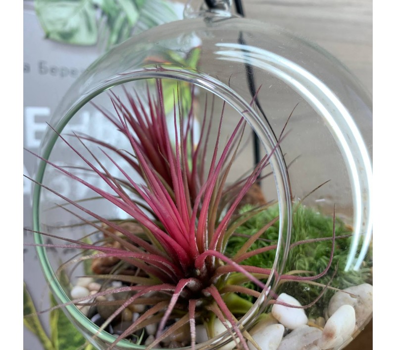 Флорариум-шар на подвесе с атмосферной тилландсией арт. 080