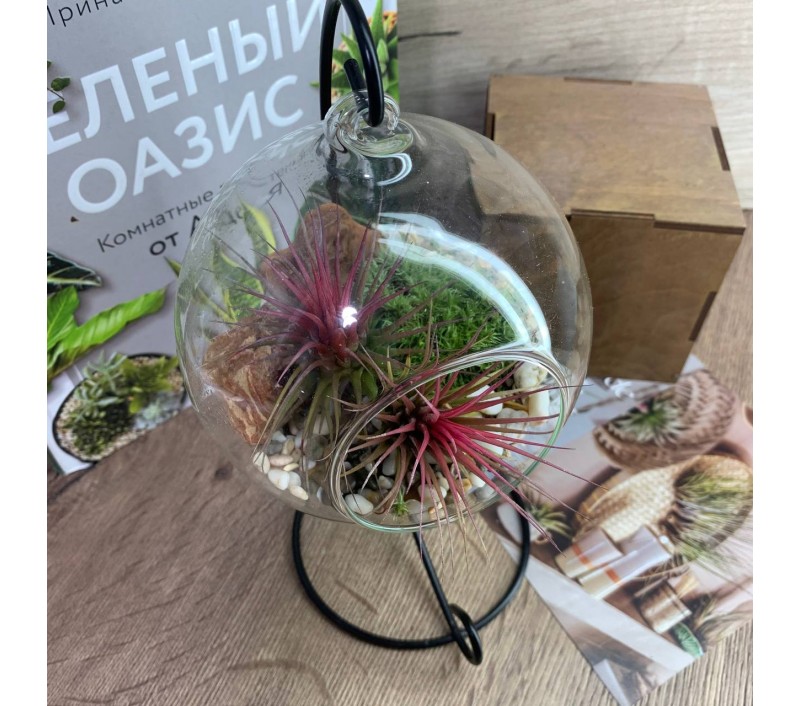 Флорариум-шар на подвесе с атмосферной тилландсией арт. 080