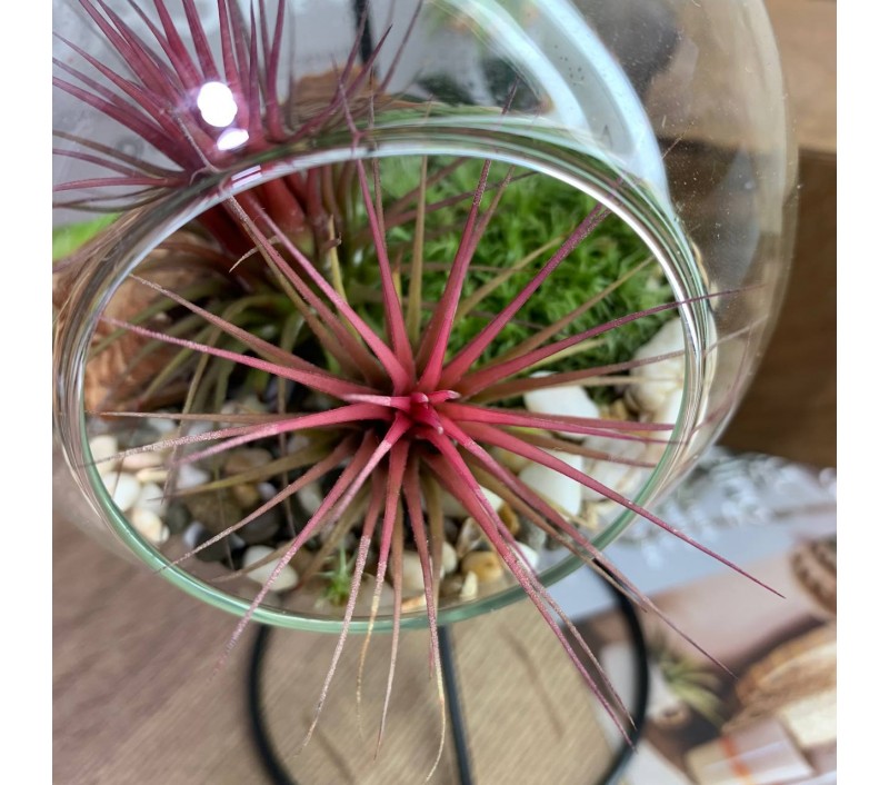 Флорариум-шар на подвесе с атмосферной тилландсией арт. 080