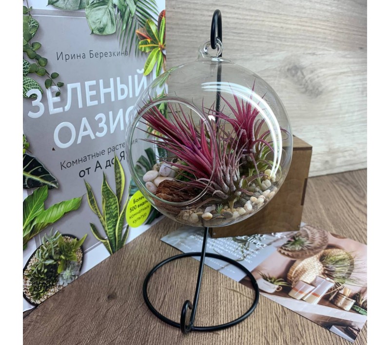 Флорариум-шар на подвесе с атмосферной тилландсией арт. 081