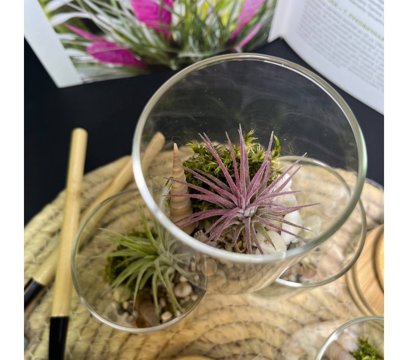 Композиция с атмосферной тилландсией арт. 083