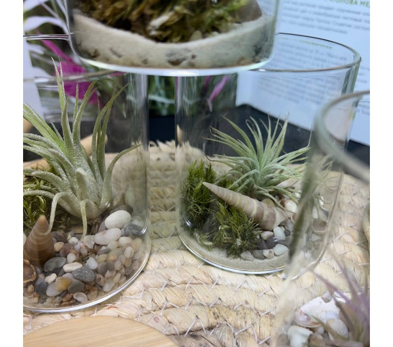 Композиция с атмосферной тилландсией арт. 083