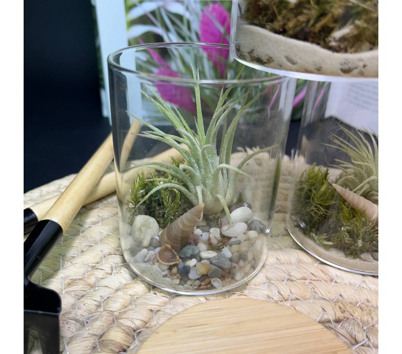 Композиция с атмосферной тилландсией арт. 083