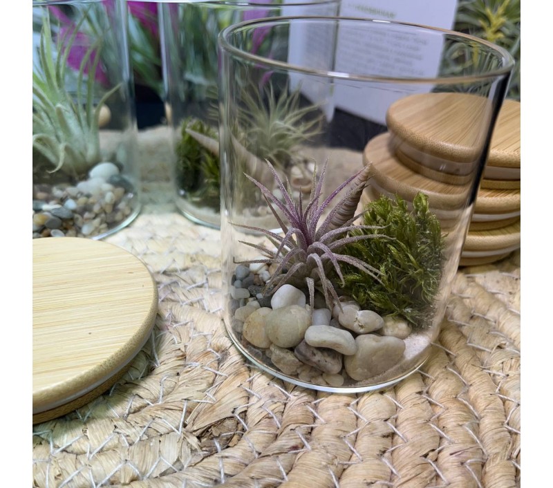 Композиция с атмосферной тилландсией арт. 083