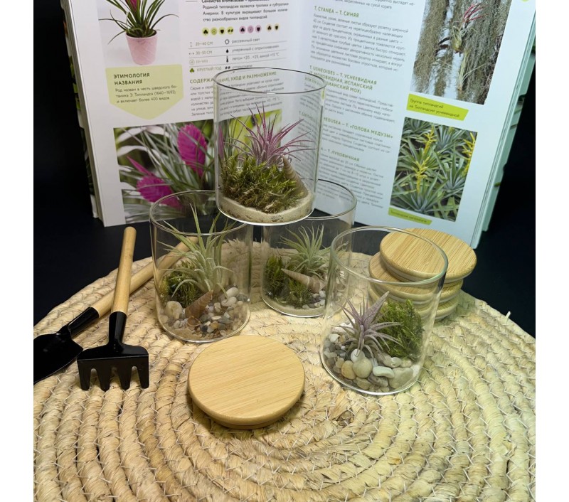 Композиция с атмосферной тилландсией арт. 083