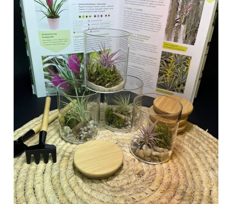 Композиция с атмосферной тилландсией арт. 083