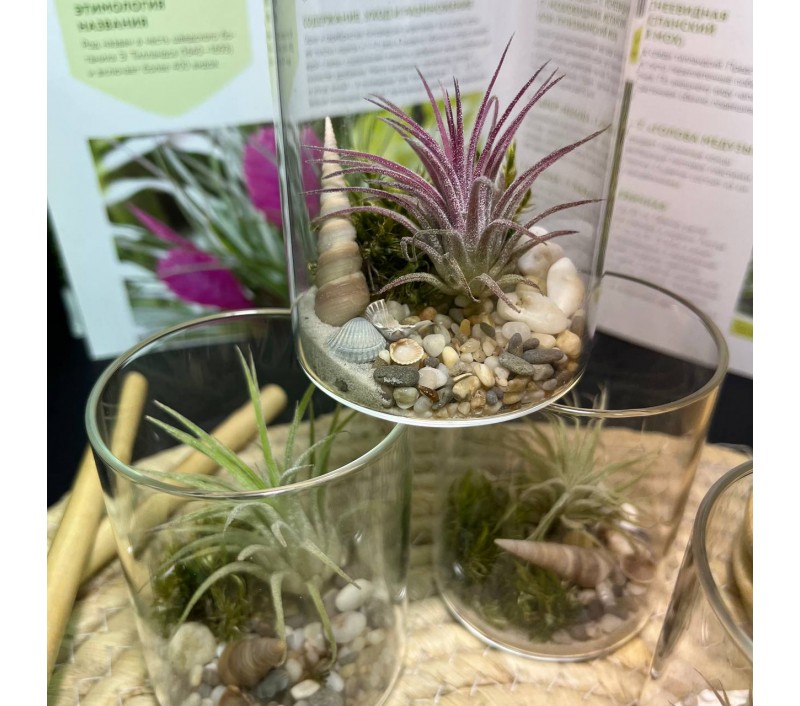 Композиция с атмосферной тилландсией арт. 083