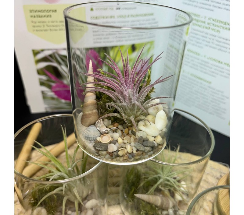 Композиция с атмосферной тилландсией арт. 083