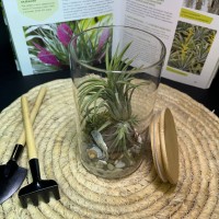 Композиция с атмосферной тилландсией арт. 084