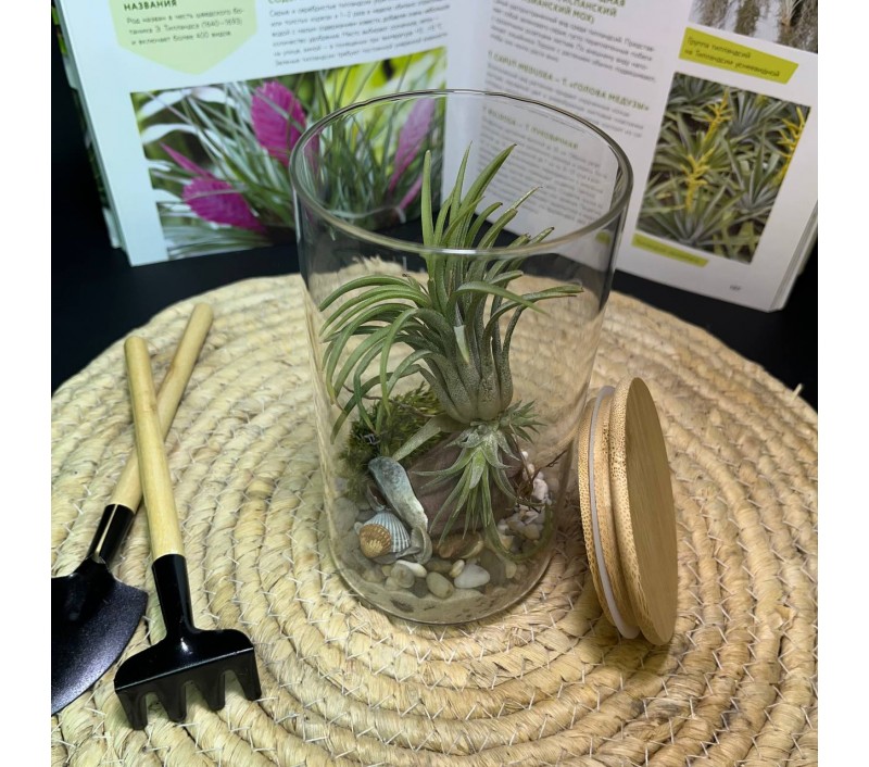 Композиция с атмосферной тилландсией арт. 084