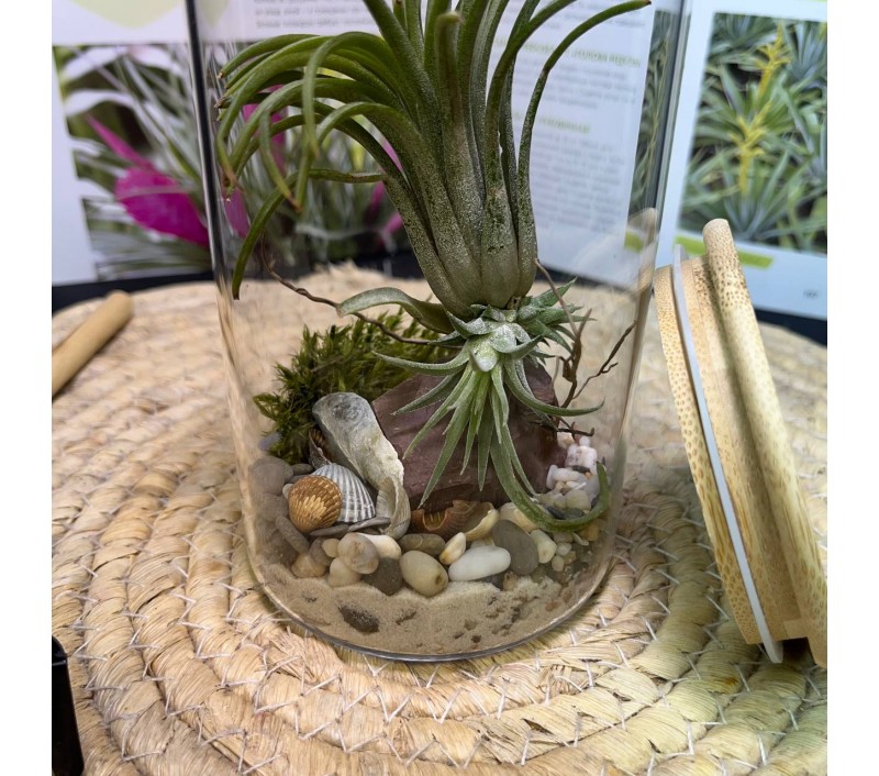 Композиция с атмосферной тилландсией арт. 084