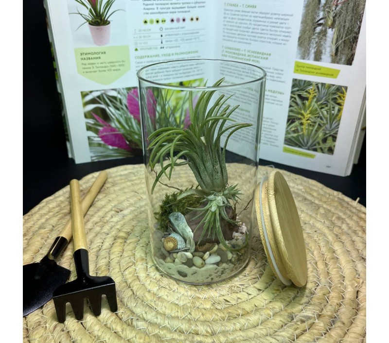 Композиция с атмосферной тилландсией арт. 084